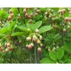 Outlet 1 ENKIANTHUS CAMPANULATUS VÄXTER I 19CM KRUKA Buskar