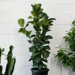 1 FICUS LYRATA BAMBINO VAS 12CM lägenhet renar luften Krukväxter Inomhus