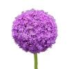 Sale 100 frön/förpackning Lila Gian Blommor Frö Trädgård gräsmatta Allium Giganteum Frö för utomhusbalkong Fröer & Lökar
