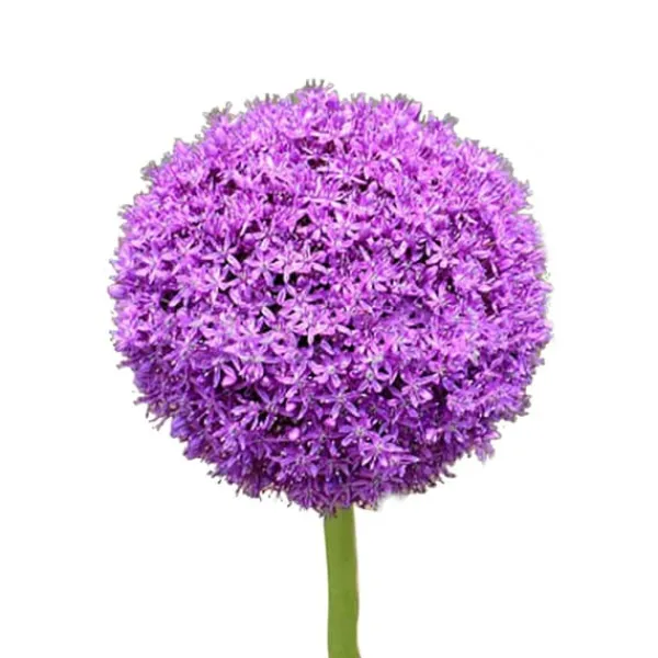 Sale 100 frön/förpackning Lila Gian Blommor Frö Trädgård gräsmatta Allium Giganteum Frö för utomhusbalkong Fröer & Lökar