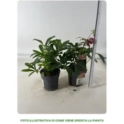 Clearance 1 HEPHERBIS ORIENTALIS I KRUKA 12CM VIT ELLER MÖRKPINK, UTEVäXTER, EVERGREEN, BALKONGBLOMMOR Blommor