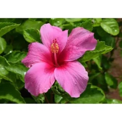 New 1 HIBISKUSPLANT I ROSA HIBISKUS I KRUKA 19CM Blommor