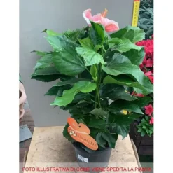 New 1 HIBISKUSPLANT I ROSA HIBISKUS I KRUKA 19CM Blommor