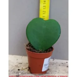 Sale 1 HJÄRTAFORMAD HOYA KERRII VAXBLOMMA VAS 6CM Krukväxter Inomhus