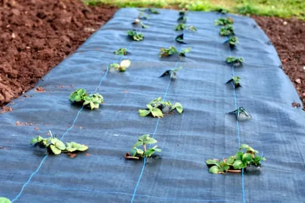 136 m² Ogräsbekämpningsmembran Ogräsfoder Mulchliner 100 g 2 m bred