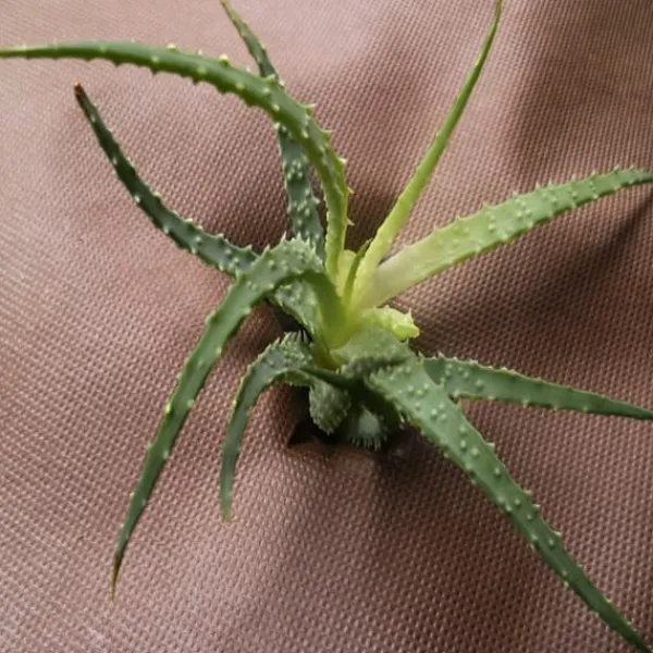 Online 135 m² Trädgårdsfleece Ogräsbekämpningstyg Mulchtyg 80 g 1,8 m bred brun Markduk & Fiberduk