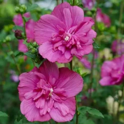 Clearance 1 MAGENTA HIBISKUSPLANTA I 22CM KRUKA hibiskus Blommor