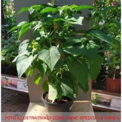 Clearance 1 MAGENTA HIBISKUSPLANTA I 22CM KRUKA hibiskus Blommor