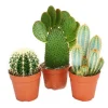 3 olika större kaktusar i ett set, kruka på 12 cm, ca 15-28 cm höga.