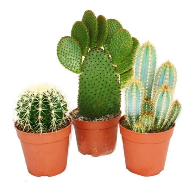 3 olika större kaktusar i ett set, kruka på 12 cm, ca 15-28 cm höga.
