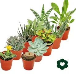 Sale 10 olika suckulenter 5,5 cm kruka i ett set Krukväxter Inomhus