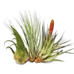 3 olika XXL-Tillandsias i ett set