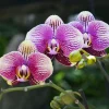 Discount 1 PHALENOPSIS VÄXT I 9CM KRYDDGA, ASSORTERADE FÄRGER, INOMHUSVÄXTER Krukväxter Inomhus
