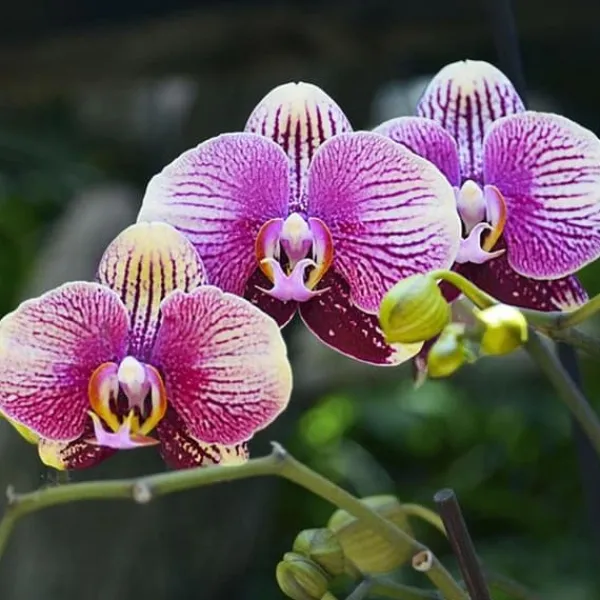 Discount 1 PHALENOPSIS VÄXT I 9CM KRYDDGA, ASSORTERADE FÄRGER, INOMHUSVÄXTER Krukväxter Inomhus