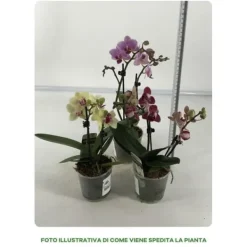 Discount 1 PHALENOPSIS VÄXT I 9CM KRYDDGA, ASSORTERADE FÄRGER, INOMHUSVÄXTER Krukväxter Inomhus
