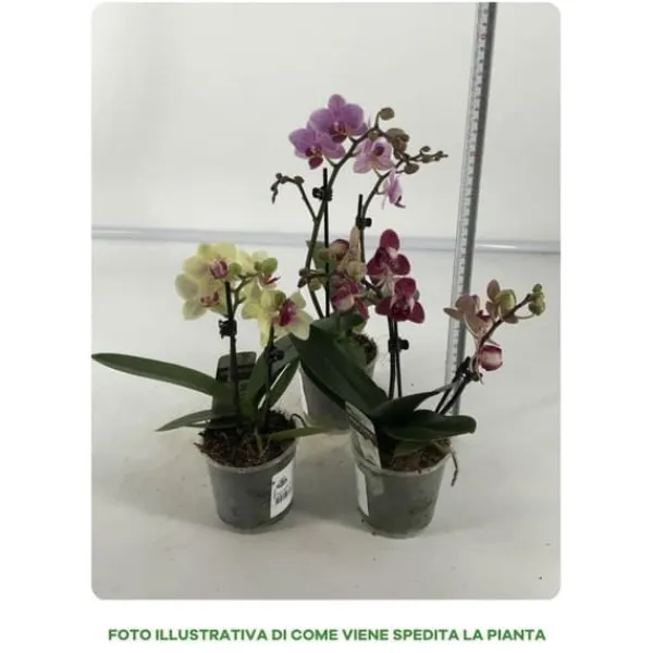 Discount 1 PHALENOPSIS VÄXT I 9CM KRYDDGA, ASSORTERADE FÄRGER, INOMHUSVÄXTER Krukväxter Inomhus