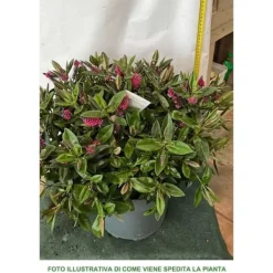 Sale 1 PIANTA AV HEBE TILLÄGG KRUKA 27CM ständigt grön mycket kraftig Buskar