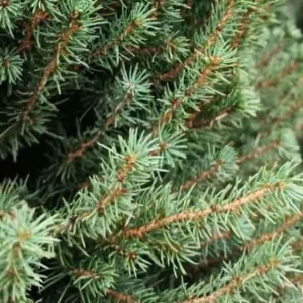 1 PICEA GLAUCA VAS 23CM ALBERELLO GRAN PINE NACHT Träd
