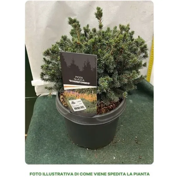 1 PICEA GLAUCA VAS 23CM ALBERELLO GRAN PINE NACHT Träd