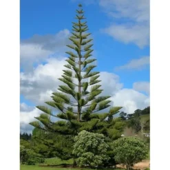 1 PLANT AV ARAUCARIA HETEROPHYLLA EXCELSA NORFOLKSKOG VAS 14CM KONGLOMERA Träd