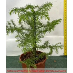 1 PLANT AV ARAUCARIA HETEROPHYLLA EXCELSA NORFOLKSKOG VAS 14CM KONGLOMERA Träd