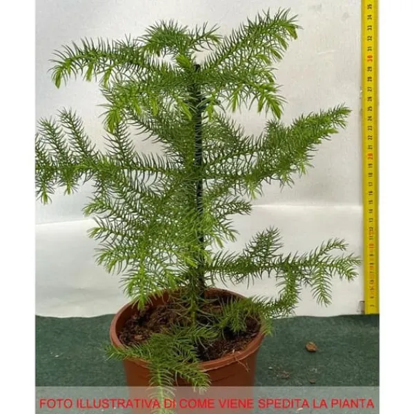 1 PLANT AV ARAUCARIA HETEROPHYLLA EXCELSA NORFOLKSKOG VAS 14CM KONGLOMERA Träd