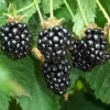 Outlet 1 Plant av Chesterbär Rubus Fruticosus med stora och söta frukter Buskar
