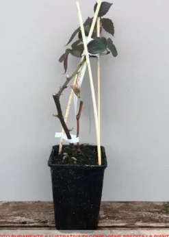 Outlet 1 Plant av Chesterbär Rubus Fruticosus med stora och söta frukter Buskar