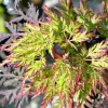 1 PLANT AV ELM DISSECTUM EMERALD LACE I KRUKA 22CM, UTOMHUSVÄXTER, LÖVTRÄD
