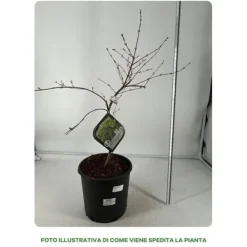 1 PLANT AV ELM DISSECTUM EMERALD LACE I KRUKA 22CM, UTOMHUSVÄXTER, LÖVTRÄD