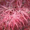 Sale 1 PLANT AV KLIBLADIGH PALMATUM DISSECTUM I VAS 22CM, VÄXTER FÖR UTE, LÖVFALLANDE Träd