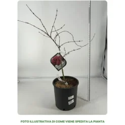 Sale 1 PLANT AV KLIBLADIGH PALMATUM DISSECTUM I VAS 22CM, VÄXTER FÖR UTE, LÖVFALLANDE Träd