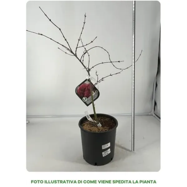 Sale 1 PLANT AV KLIBLADIGH PALMATUM DISSECTUM I VAS 22CM, VÄXTER FÖR UTE, LÖVFALLANDE Träd