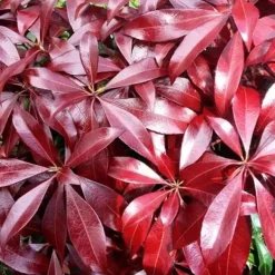 1 PLANT AV PIERIS JAPONICA KATSURA VAS 17CM EVIGRÖN