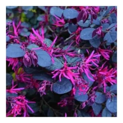 Discount 1 PLANT LOROPETALUM CHINE BLAK I VAS 19CM, UTEPLANTER, EVIGRÖN. Buskar
