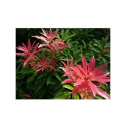 1 PLANT PIERIS FOREST FLAME IN POT 18CM PERENNA