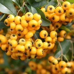 Outlet 1 PLANT PYRACANTHA YELLOW POT 12CM OUTDOOR PLANTS, EVERGREEN Buskar