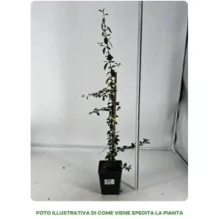 Outlet 1 PLANT PYRACANTHA YELLOW POT 12CM OUTDOOR PLANTS, EVERGREEN Buskar