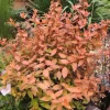 Sale 1 PLANTA AV ABELIA GRANDIFLORA CARAMEL KRUKA 20CM UTOMHUSVÄXTER Buskar