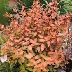 Sale 1 PLANTA AV ABELIA GRANDIFLORA CARAMEL KRUKA 20CM UTOMHUSVÄXTER Buskar