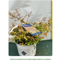 Sale 1 PLANTA AV ABELIA GRANDIFLORA CARAMEL KRUKA 20CM UTOMHUSVÄXTER Buskar
