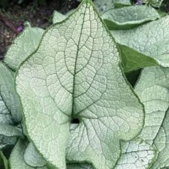 1 PLANTA AV BRUNERA ALEXANDRIA I KRUKA 17CM, UTOMHUSVÄXTER, PERENNER