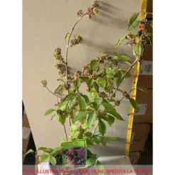 Online 1 PLANTA AV CALLICARPA BODINIERI PROFUSION KRUKA PÅ 21CM Buskar