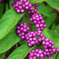Online 1 PLANTA AV CALLICARPA BODINIERI PROFUSION KRUKA PÅ 21CM Buskar