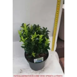 1 PLANTA AV EUONYMUS JAPONICUS MICROPHYLLUS KRUKA 13CM