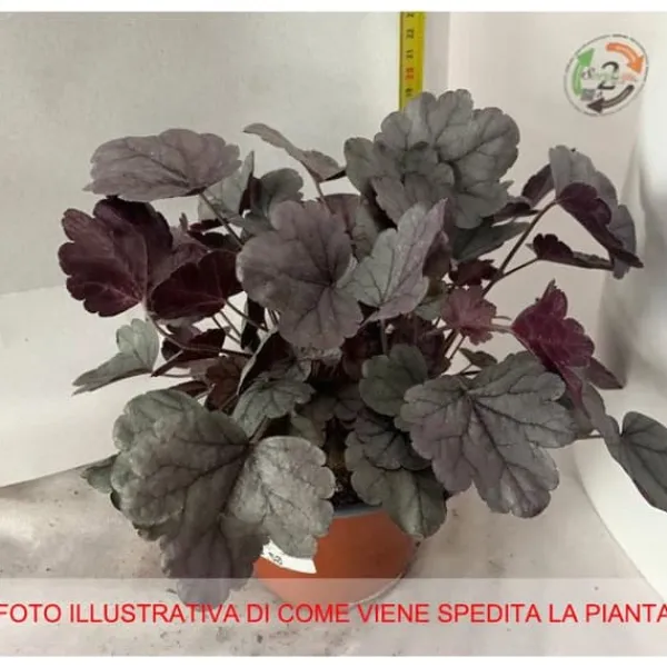 Best 1 PLANTA AV HEUCHERA VARIETET ASSORTERAD I KRVAS 12CM Trädgårdsväxter
