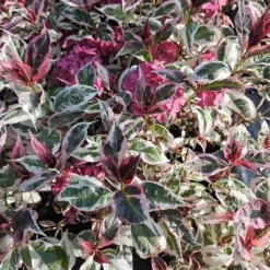 New 1 PLANTA AV HYDRANGEA EUPHORIA ROSA I KRUKA 19CM, UTEPLANTOR, LÖVVERK. Buskar