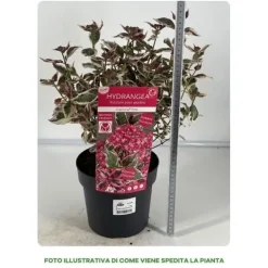 New 1 PLANTA AV HYDRANGEA EUPHORIA ROSA I KRUKA 19CM, UTEPLANTOR, LÖVVERK. Buskar