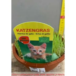 Sale 1 PLANTA AV NEPETA MUSSINII KATTGRÄS I KRUKA 16CM Trädgårdsväxter