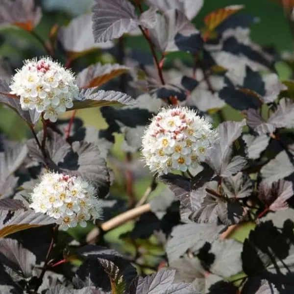 Best 1 PLANTA AV PHYSOCARPUS OPULIFOLIUS ANDRE KÅPA 17CM lövfällande Buskar